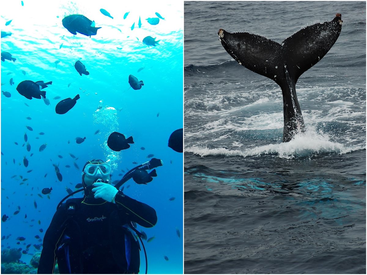 【奄美/名瀬/1〜3月限定】体験ダイビング＆ホエールウォッチング☆人気アクティビティを1日で満喫しよう♪《名瀬・龍郷町送迎可》（No.199）