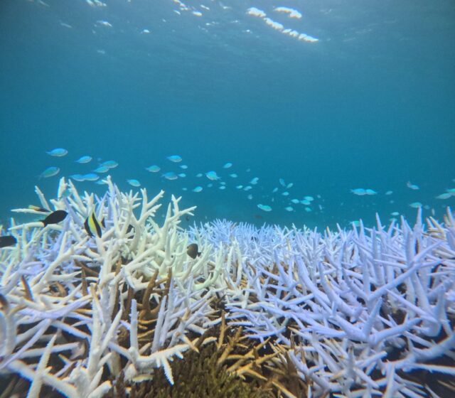奄美大島の海に広がる美しい珊瑚礁