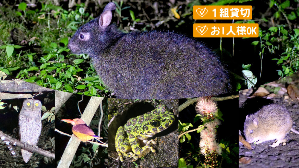 【奄美大島・夜】奄美の特別な夜を探検！貸切プライベートナイトツアー《嬉しいプレゼント付き・女性ガイドが案内》（No.151）