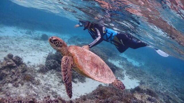 奄美大島の海でウミガメと出会う
