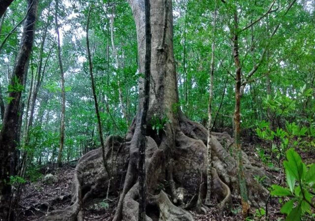 【奄美大島/半日】1歳から参加OK★世界遺産太古の森へ『金作原原生林』散策ツアー＜認定ガイド解説付・名瀬エリア送迎付＞想像以上の体験が待っている♪