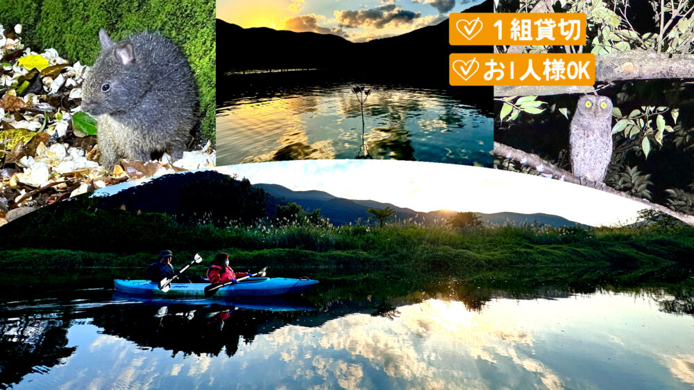 【奄美/1日/少人数貸切】夕暮れ時のマングローブカヤック＆ナイトツアー☆《写真＆動画プレゼント・女性ガイドがご案内》夜は車窓から！4歳〜の小さなお子様連れにもおすすめ（No.162）