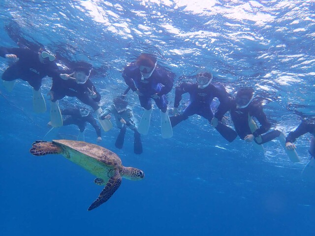 ウミガメ、シュノーケリング