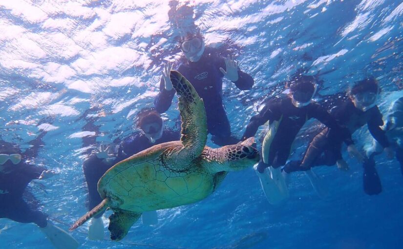 ウミガメ、シュノーケリング