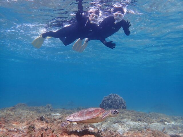 ウミガメ、シュノーケル、シュノーケリング