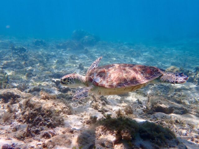 ウミガメ、シュノーケル、シュノーケリング