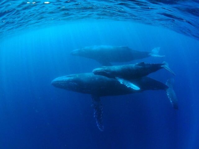 奄美大島のクジラ体験ならコレ！鯨と泳ぐホエールスイム・ウォッチング・観察ツアーまとめ