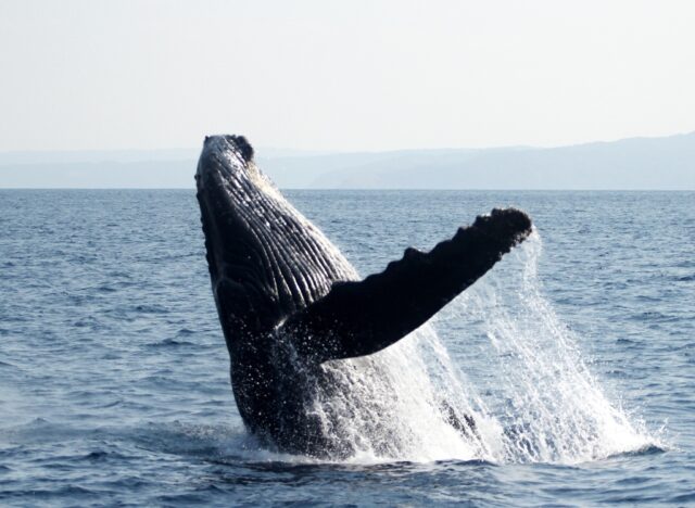 【奄美北部/1～3月限定☆/半日】遭遇率95％以上！ザトウクジラに会いに行こう！ ＜期間限定＞ホエールウォッチングツアー