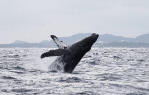 【奄美北部/1～3月限定☆/半日】遭遇率95％以上！ザトウクジラに会いに行こう！＜期間限定＞ホエールウォッチングツアー