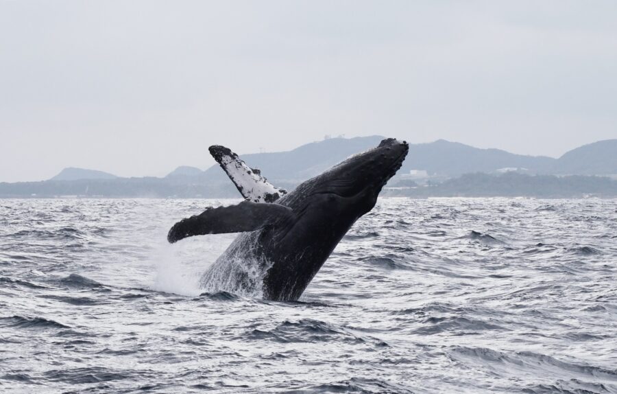 【奄美北部/1月〜3月限定】遭遇率95%以上！1日たっぷり満喫＜ランチ付＞★ホエールウォッチングツアー（No.16）