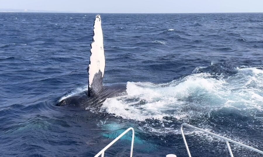 【奄美北部/1月〜3月限定】遭遇率95%以上！1日たっぷり満喫＜ランチ付＞★ホエールウォッチングツアー（No.16）