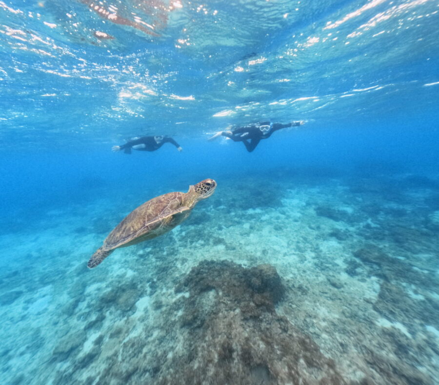 【奄美大島/約2時間】ウミガメと泳ぐビーチシュノーケル☆撮影した写真はその場 でプレゼント！持ち物は水着とビーチサンダルだけ！＜シャワー・更衣室・ドライ ヤー・タオル完備＞（No.19）