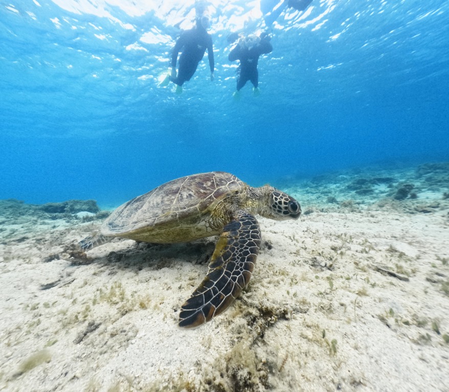 【奄美大島/約2時間】ウミガメと泳ぐビーチシュノーケル☆撮影した写真はその場 でプレゼント！持ち物は水着とビーチサンダルだけ！＜シャワー・更衣室・ドライ ヤー・タオル完備＞（No.19）
