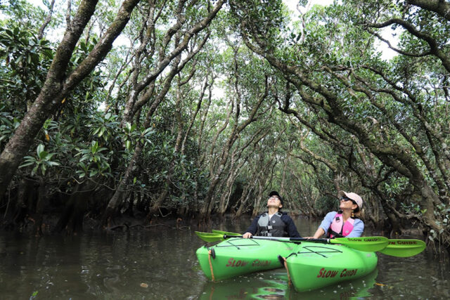 マングローブカヌー＆森・滝の自然満喫トレッキングツアー