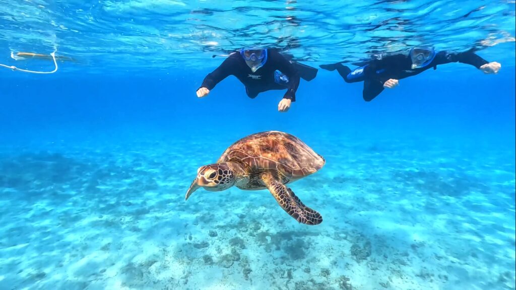 【奄美大島/約2時間】ウミガメと泳ぐビーチシュノーケル☆撮影した写真はその場 でプレゼント！持ち物は水着とビーチサンダルだけ！＜シャワー・更衣室・ドライ ヤー・タオル完備＞（No.19）