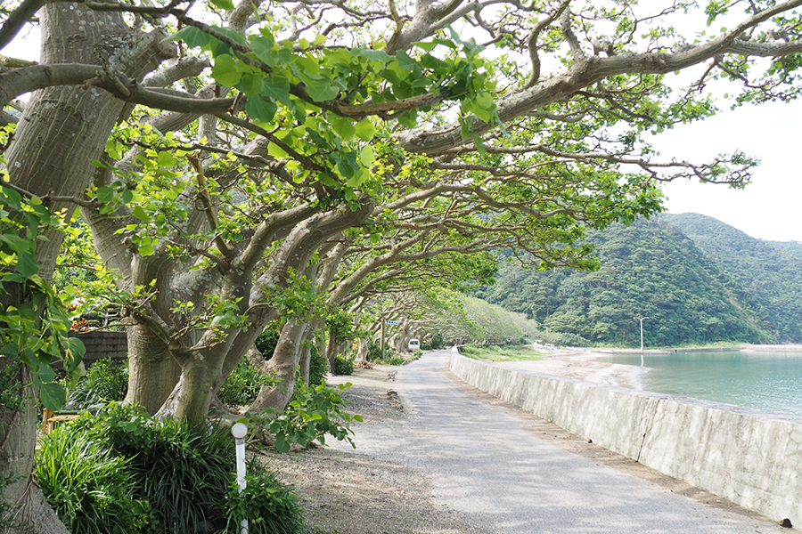 【加計呂麻島/半日】0歳から参加OK◎のんびり島時間とレトロ風景を楽しむ加計呂麻島散策ツアー☆〈ガイド同行・前日までキャンセル無料〉（No.178）