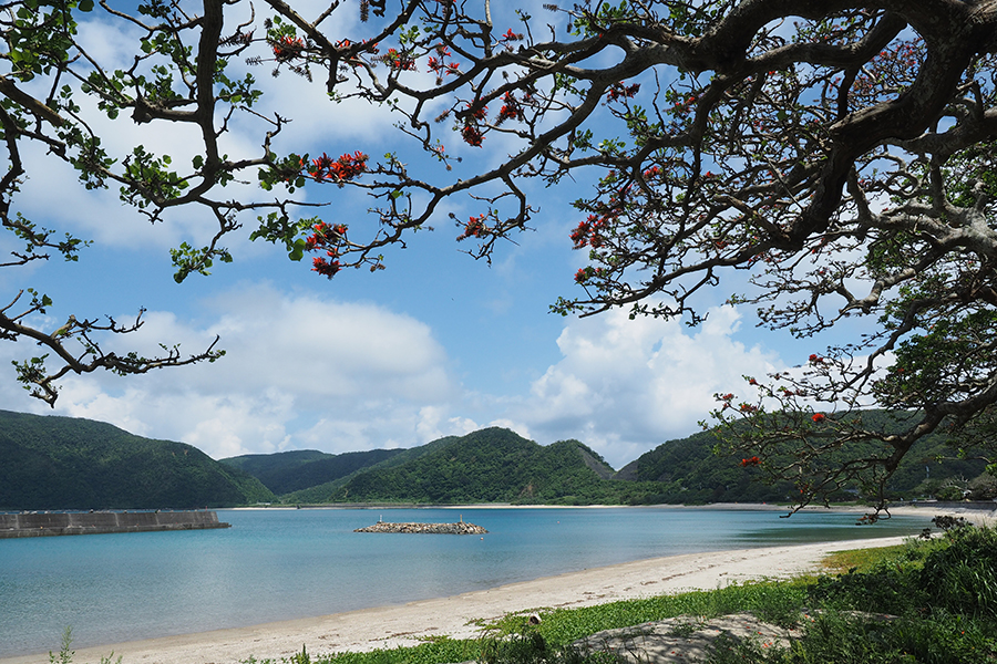 【加計呂麻島/半日】0歳から参加OK◎のんびり島時間とレトロ風景を楽しむ加計呂麻島散策ツアー☆〈ガイド同行・前日までキャンセル無料〉（No.178）