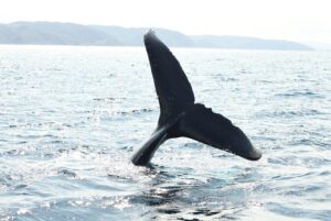 【奄美北部/1～3月限定☆/半日】遭遇率95％以上！ザトウクジラに会いに行こう！＜期間限定＞ホエールウォッチングツアー