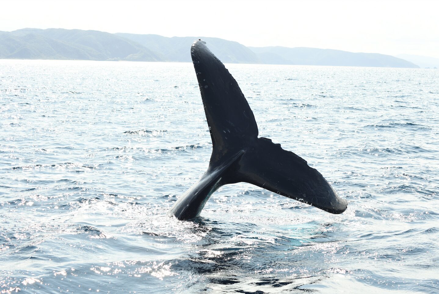 【奄美北部/1月〜3月限定】遭遇率95%以上！1日たっぷり満喫＜ランチ付＞★ホエールウォッチングツアー（No.16）