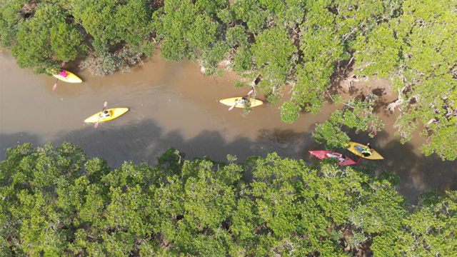 マングローブカヌー＆森・滝の自然満喫トレッキングツアー