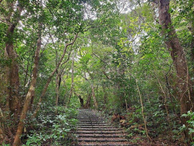奄美大島の神秘「カジュマル」とは？精霊が宿る木の魅力とおすすめスポット7選