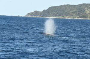【奄美北部/1～3月限定☆/半日】遭遇率95％以上！ザトウクジラに会いに行こう！＜期間限定＞ホエールウォッチングツアー