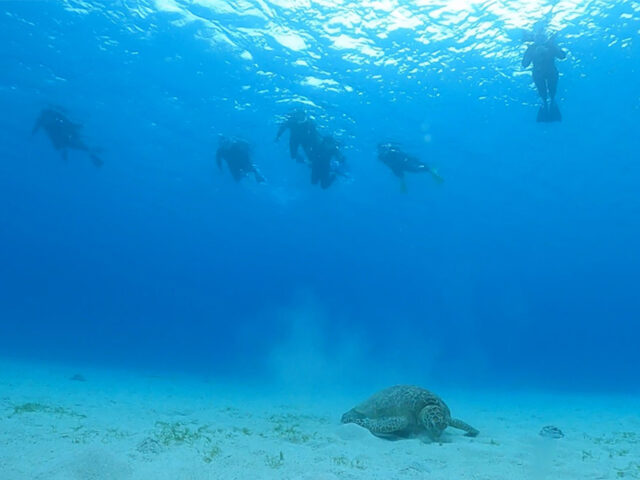 ウミガメも生息する加計呂麻島の透明な海で楽しむシュノーケリングツアー