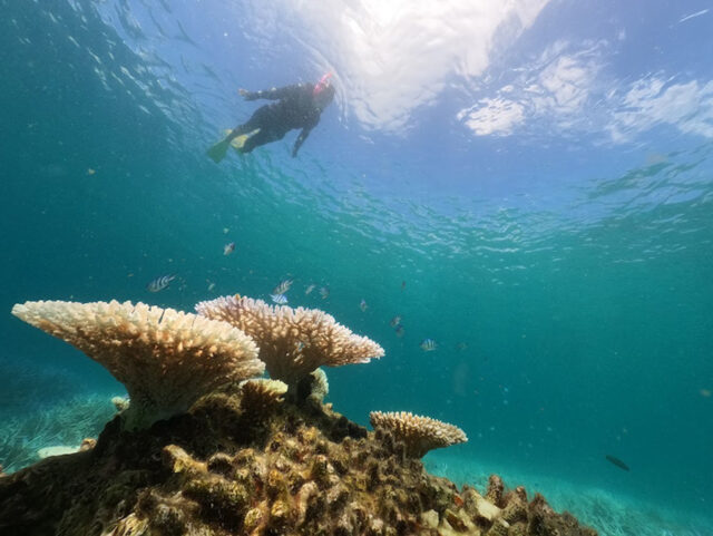 サンゴ礁と熱帯魚に出会える加計呂麻島シュノーケリング
