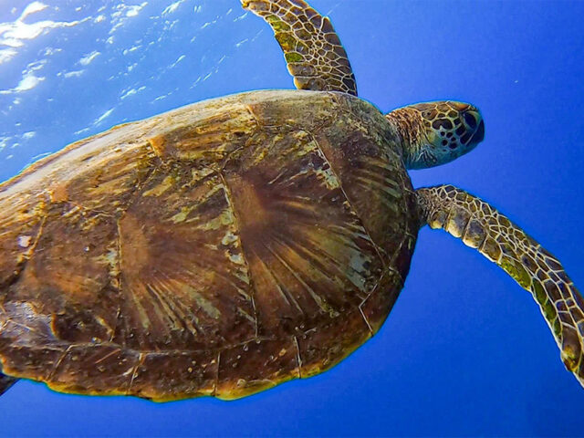 ウミガメに出会えるかも！加計呂麻島シュノーケリング体験