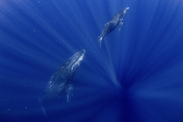 奄美大島でホエールスイム体験！初心者から上級者まで楽しめる絶景と感動の海中世界をご紹介