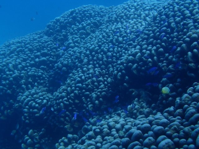奄美大島でホエールスイム体験！初心者から上級者まで楽しめる絶景と感動の海中世界をご紹介