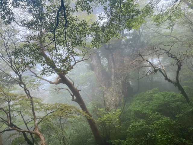奄美大島と屋久島どっちに行くべき？！絶景・アクセス・予算・人気ツアーまで徹底比較！
