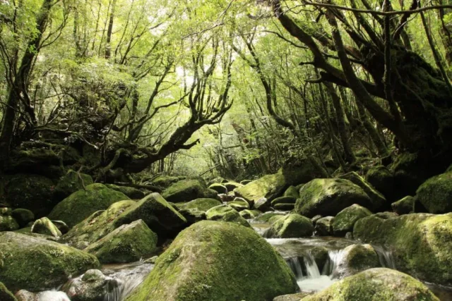 奄美大島と屋久島どっちに行くべき？！絶景・アクセス・予算・人気ツアーまで徹底比較！