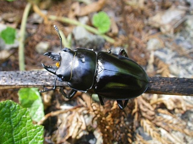 奄美大島の珍しい生き物図鑑｜固有種や絶滅危惧種に出会えるスポットも紹介！