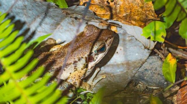 奄美大島の珍しい生き物図鑑｜固有種や絶滅危惧種に出会えるスポットも紹介！