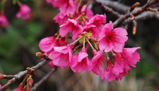 奄美大島の植物とおすすめ観察ポイントを完全ガイド！季節別の見頃もご紹介