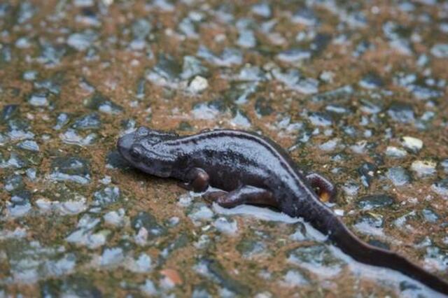 奄美大島の珍しい生き物図鑑｜固有種や絶滅危惧種に出会えるスポットも紹介！