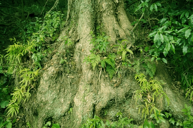 奄美大島の植物とおすすめ観察ポイントを完全ガイド！季節別の見頃もご紹介