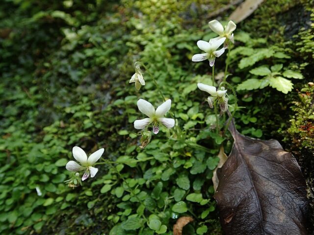 奄美大島の植物とおすすめ観察ポイントを完全ガイド！季節別の見頃もご紹介
