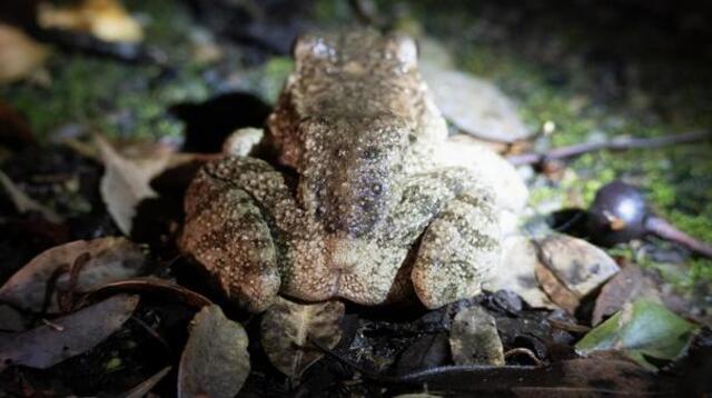 奄美大島の珍しい生き物図鑑｜固有種や絶滅危惧種に出会えるスポットも紹介！