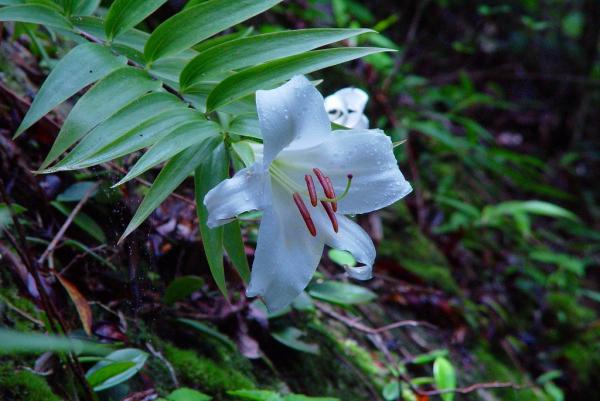 奄美大島の植物とおすすめ観察ポイントを完全ガイド！季節別の見頃もご紹介