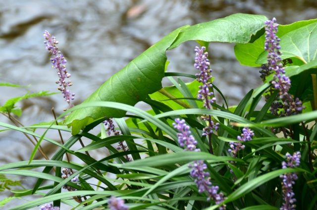 奄美大島の植物とおすすめ観察ポイントを完全ガイド！季節別の見頃もご紹介