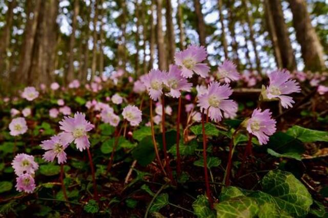 奄美大島の植物とおすすめ観察ポイントを完全ガイド！季節別の見頃もご紹介