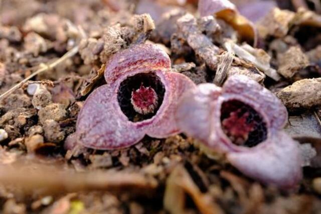 奄美大島の植物とおすすめ観察ポイントを完全ガイド！季節別の見頃もご紹介