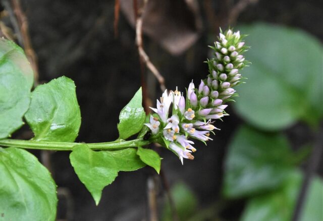 奄美大島の植物とおすすめ観察ポイントを完全ガイド！季節別の見頃もご紹介