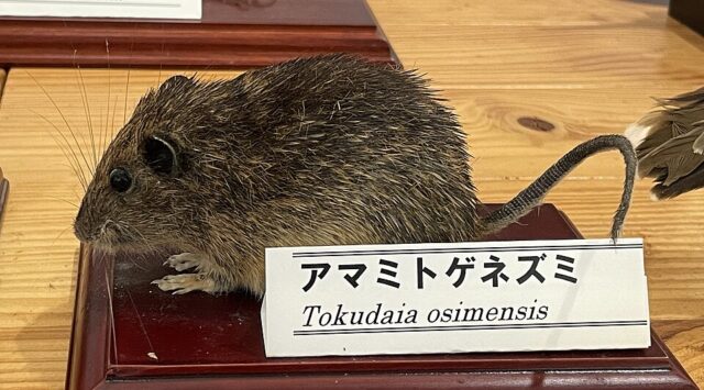 奄美大島の珍しい生き物図鑑｜固有種や絶滅危惧種に出会えるスポットも紹介！