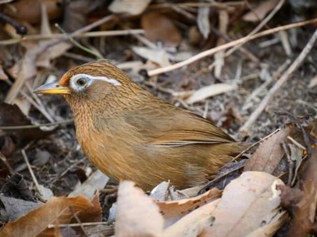 奄美大島の珍しい生き物図鑑｜固有種や絶滅危惧種に出会えるスポットも紹介！