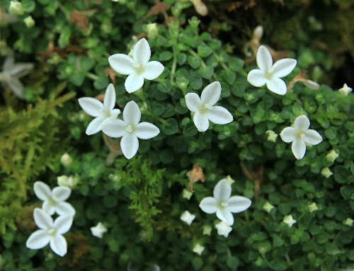 奄美大島の植物とおすすめ観察ポイントを完全ガイド！季節別の見頃もご紹介