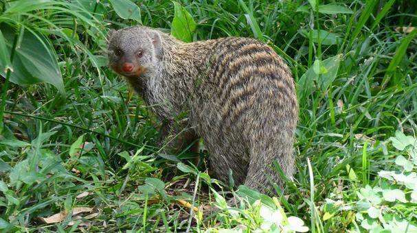 奄美大島の珍しい生き物図鑑｜固有種や絶滅危惧種に出会えるスポットも紹介！