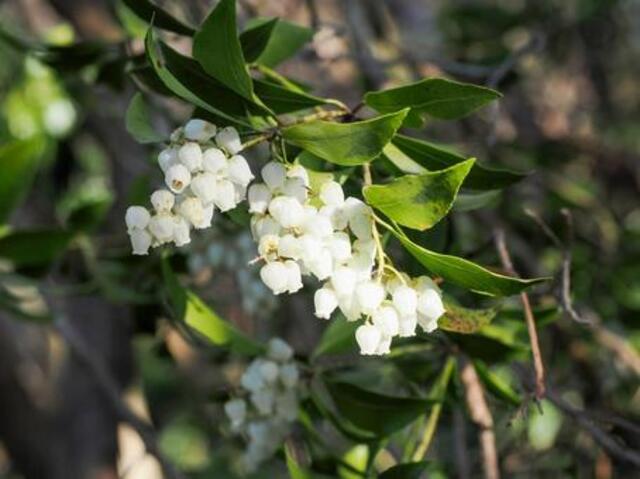 奄美大島の植物とおすすめ観察ポイントを完全ガイド！季節別の見頃もご紹介